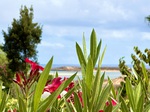 Portugal Algarve Ferien mit Pool am Meer